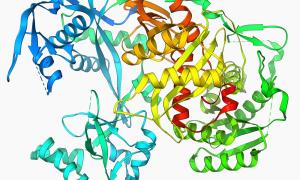 illustration of Argonaute proteins