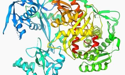 illustration of Argonaute proteins