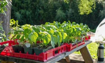 NSF grant helps OHIO researchers explore plant polymer scaffolding in search for fossil fuel replacements